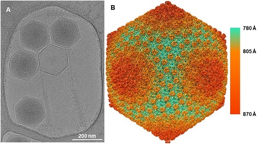 Bacteriophage structures